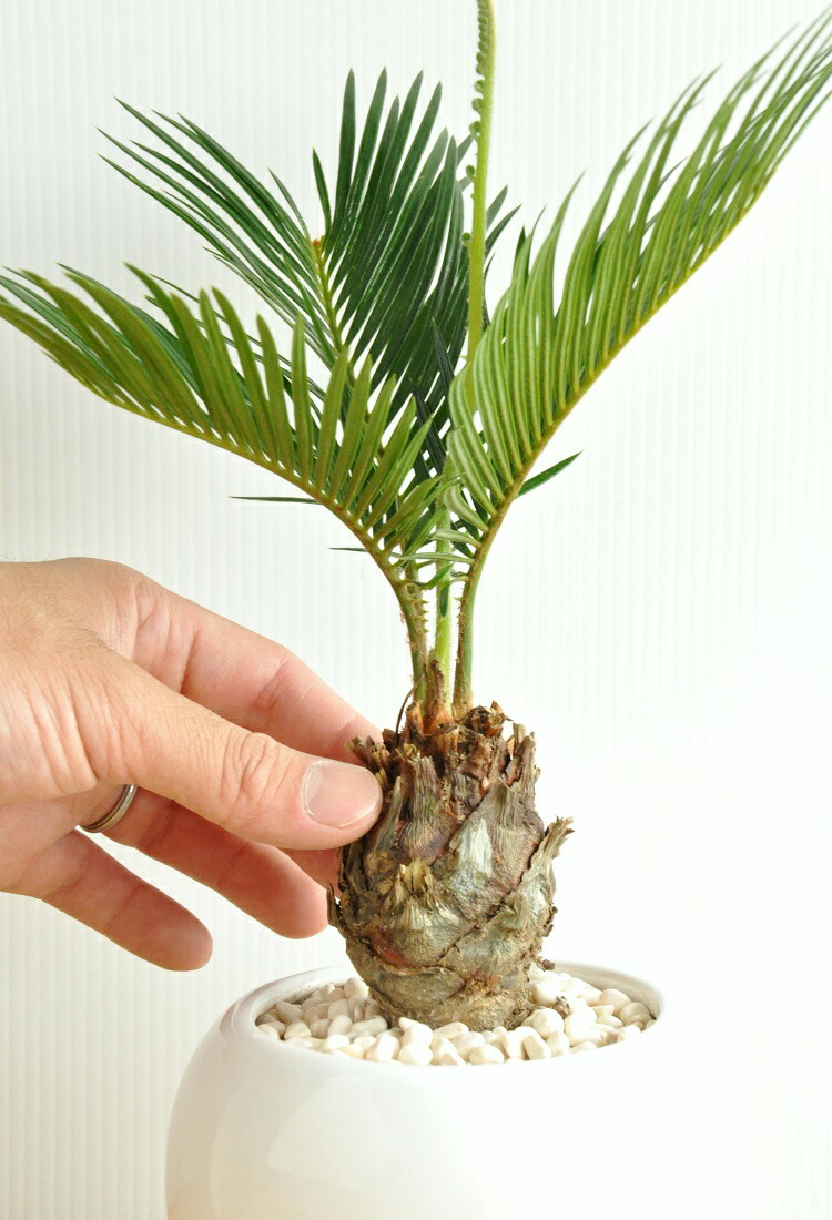 ソテツ ホワイトお金類型土器丼鉢に植えた 卓上号の蘇鉄 目印の情深い草木 敬老の恒星日 評点消化 観葉植物 Nobhillmusic Com