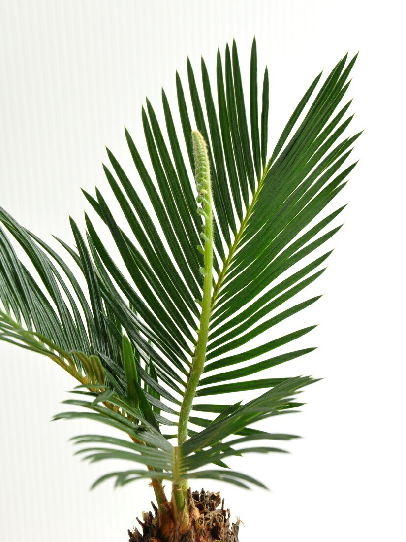 ソテツ ホワイトお金類型土器丼鉢に植えた 卓上号の蘇鉄 目印の情深い草木 敬老の恒星日 評点消化 観葉植物 Nobhillmusic Com