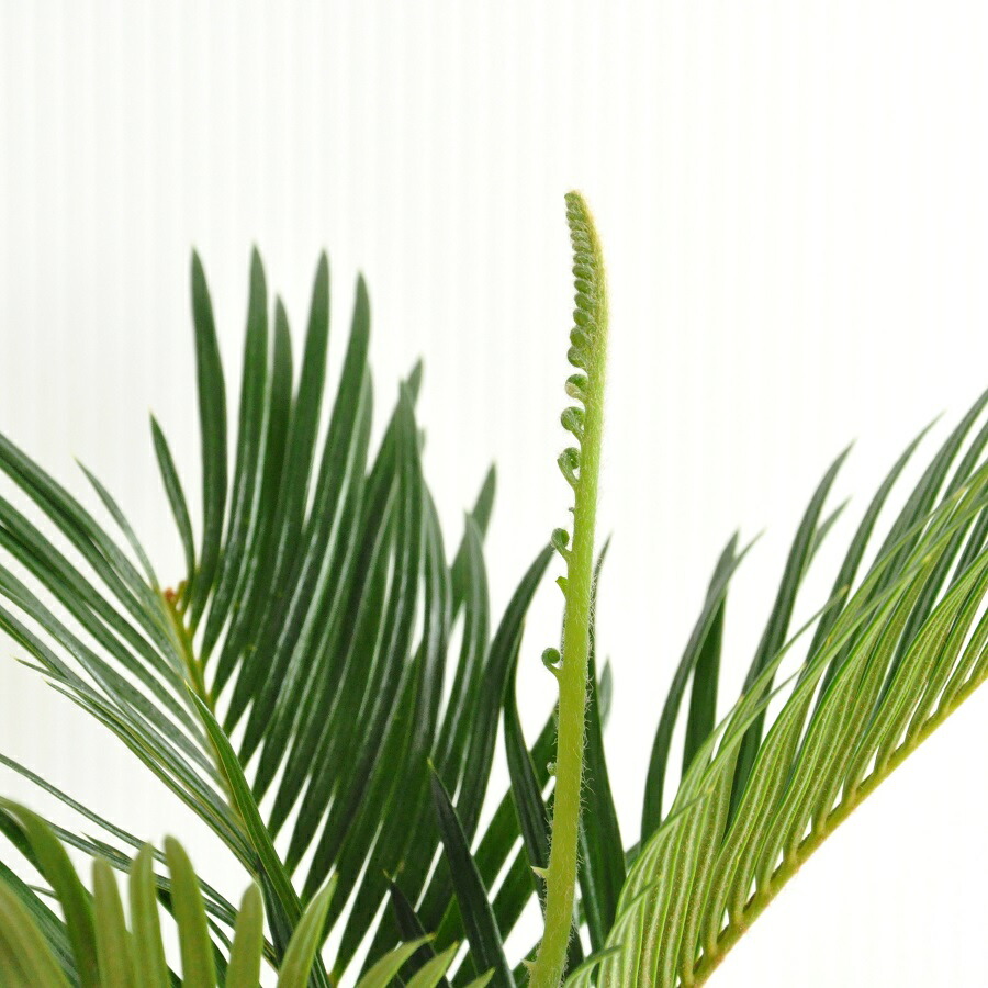 ソテツ 白色丸型陶器鉢に植えた 卓上サイズの蘇鉄 縁起の良い植物 敬老の日 ポイント消化 観葉植物 Marcsdesign Com
