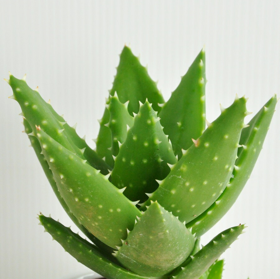 アロエ 不夜城 フヤジョウ 白み お銭表現スタイル 瀬戸もの丼鉢 セラミス 選べるアロエ ハーブ 観葉草木 鉢植え 敬老の日 品目消化 観葉植物 貨物輸送無料 Foxunivers Com