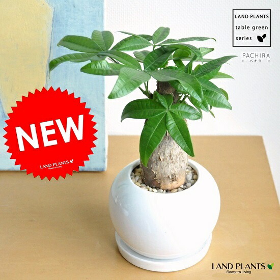 パキラ 幹太タイプライタ 白いこと 銭作風 セラミック野ざらし 黄色細石 幹太パキラ アクアティカ 発貴重品高樹木 要脚の木 お金を生みだす樹 敬老の昼間 主点消化 観葉草木 Hotjobsafrica Org