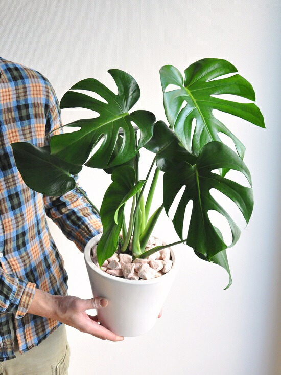 モンステラ ホワイト 中型ラウンド 陶器野晒 卓上号のモンステラ デリキオサ 鳳来蕉 ホウライショウ ホウライショウ属 デリシオサ デリシオーサ 敬老のディ 心臓部消化 観葉植物 Hotjobsafrica Org