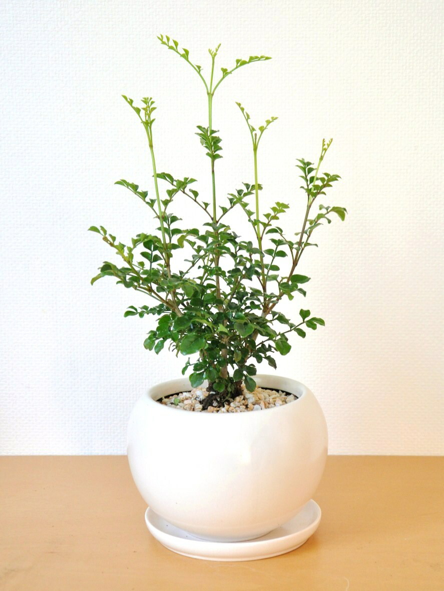 シマトネリコ 白色 丸型 陶器鉢 鉢植え 室内用の トネリコ 敬老の日 ポイント消化 観葉植物 Giosenglish Com