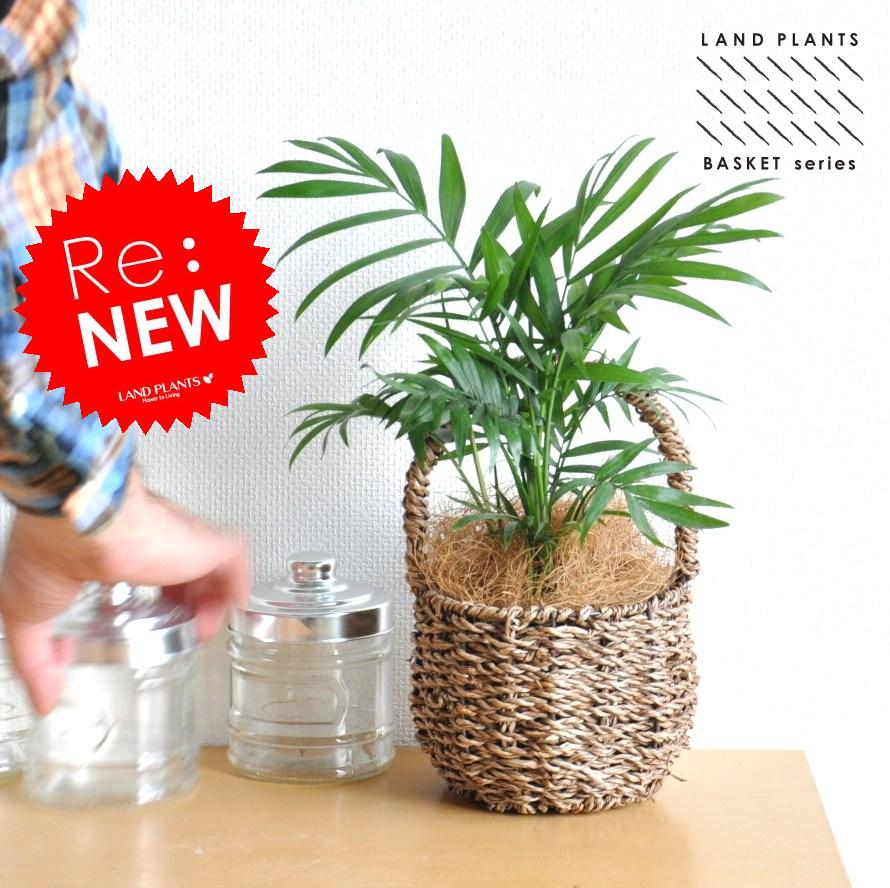 楽天市場】ココヤシ 7号 ヤシの木 観葉植物 ヤシの実 ヤシノミ 送料