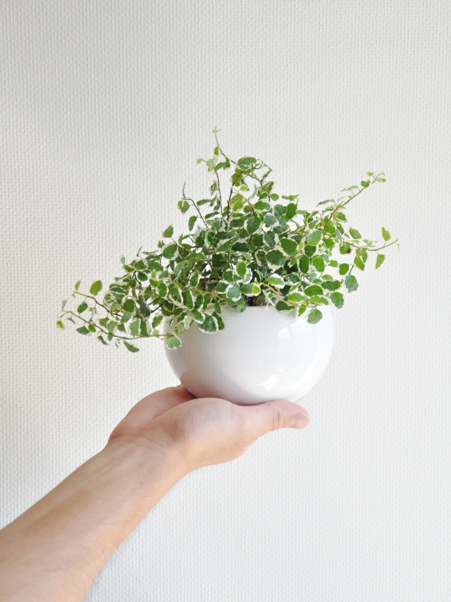 プミラ 斑入り 白色 丸型 陶器鉢 黄色小石 フィカス プミラ プーミラ 敬老の日 ポイント消化 観葉植物 送料無料 Educaps Com Br