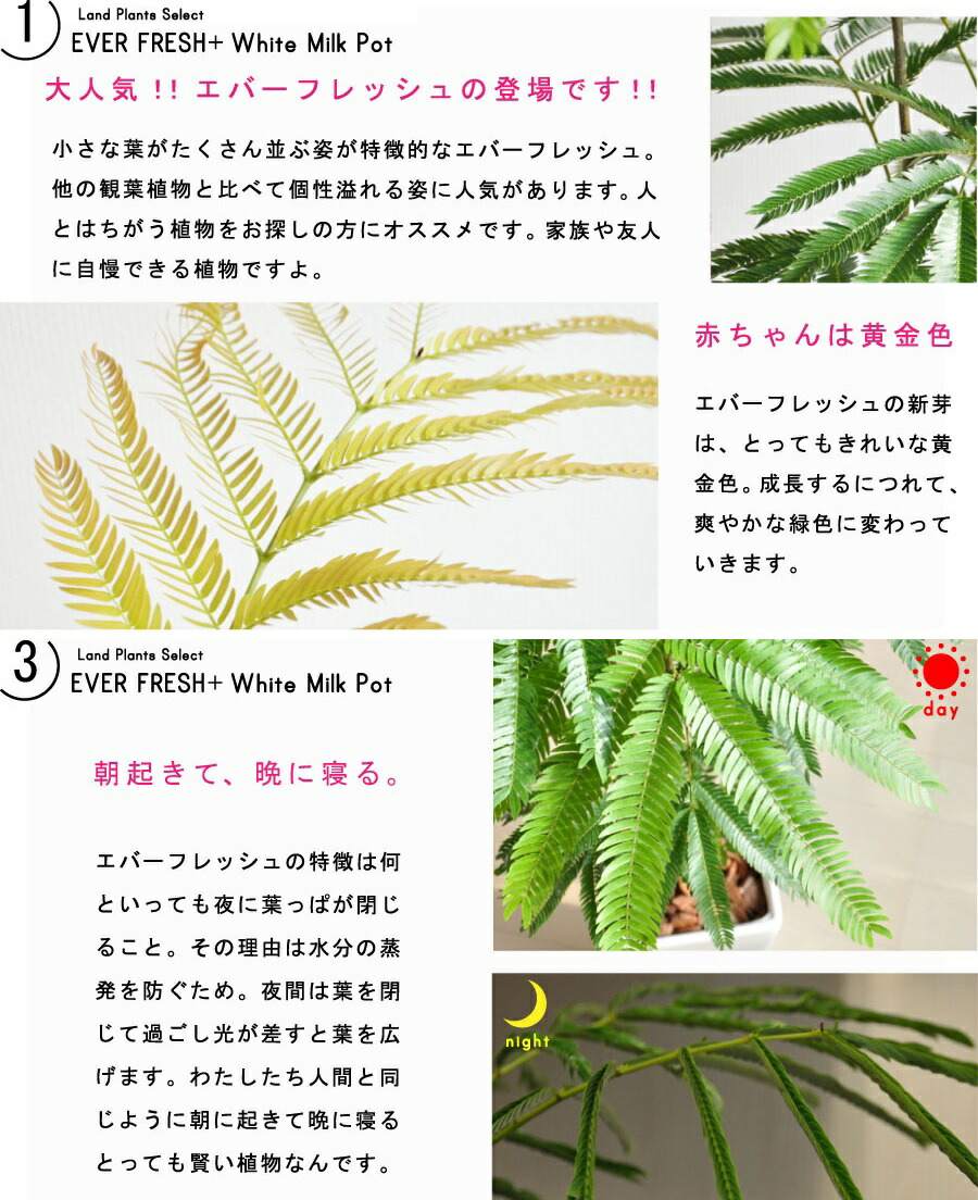 エバーフレッシュ 純白色 華奢形姿 セラミック器 鉢植え 鉢 陶器 苗 若木 大型 観葉植物 送料無料 白 白人種 円形 ラウンド プラ鉢 アカサヤネムノキ Hotjobsafrica Org