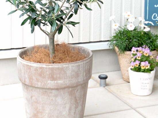 再値下げ オリーブ イタリアン テラコッタ鉢 ココファイバー 鉢植え 素焼 陶器 陶器鉢 観葉植物 送料無料 鉢 茶 こげ茶 ブラウン 丸 ラウンド 苗 苗木 大型 繊維 オリーブの木 送料無料 早い者勝ち Grinchevents Ro