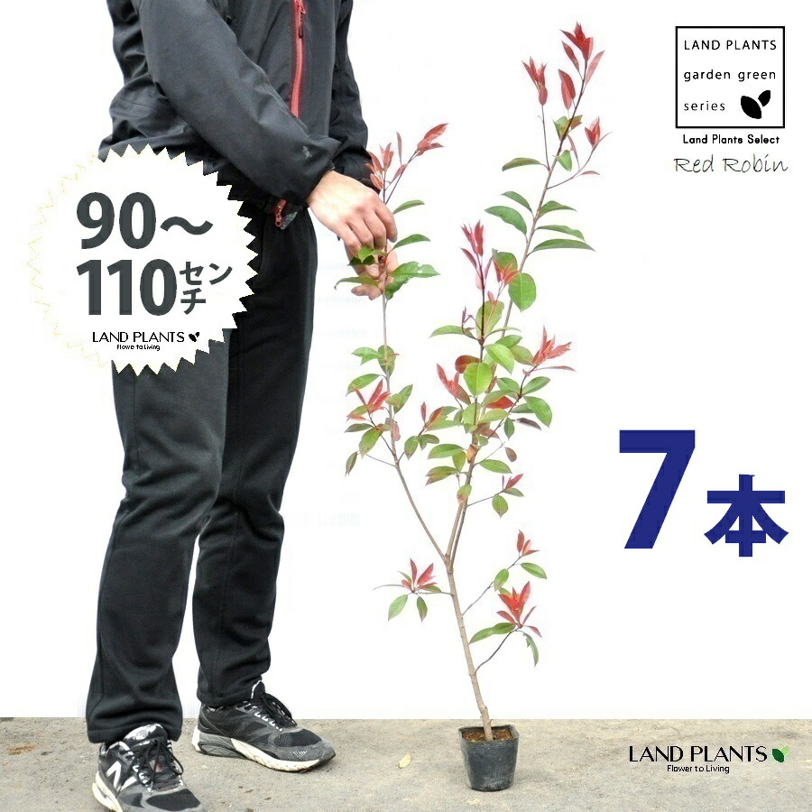 【お試し】 レッドロビン 3.5号 苗木 （7本） （高さ90～110cm）苗 苗木 苗ポット セイヨウカナメ カナメモチ 生垣 垣根 目隠し 壁面緑化 グリーンウォール グリーンカーテン 鉢植え 植木 庭木 eco エコ 温暖化 温暖化対策 生垣助成金