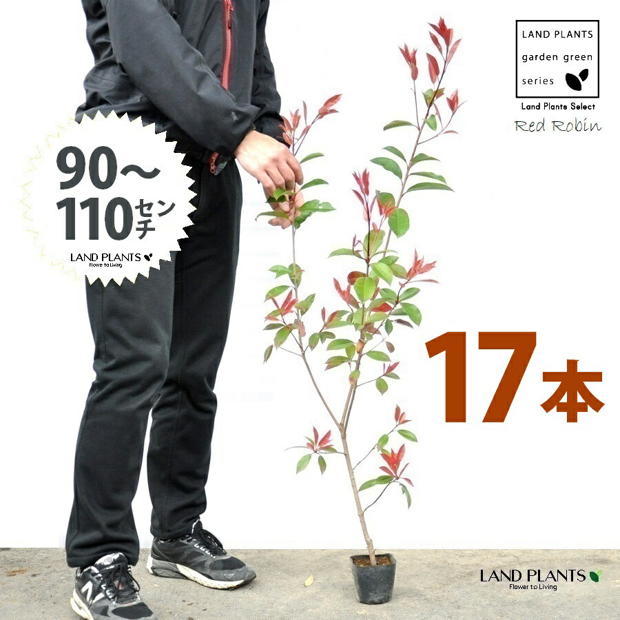 【お試し】 レッドロビン 3.5号 苗木 (17本) (高さ90~110cm)苗 苗木 苗ポット セイヨウカナメ カナメモチ 生垣 垣根 目隠し 壁面緑化 グリーンウォール グリーンカーテン 鉢植え 植木 庭木 eco エコ 温暖化 温暖化対策 生垣助成金