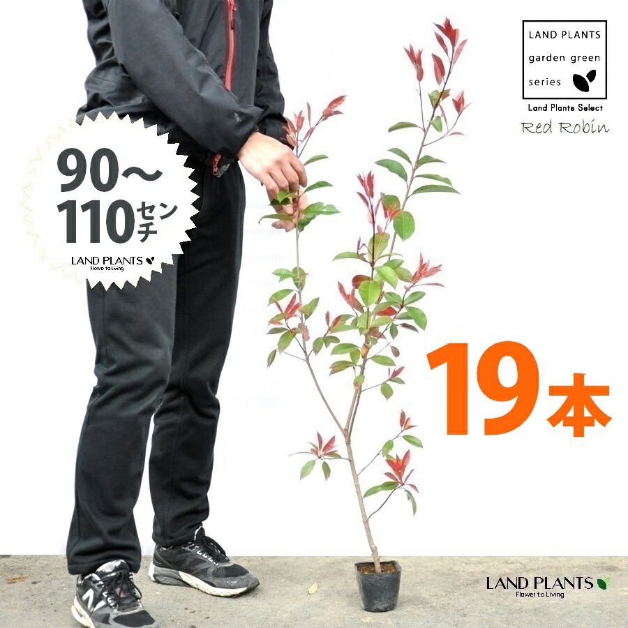 【お試し】 レッドロビン 3.5号 苗木 （19本） （高さ90～110cm）苗 苗木 苗ポット セイヨウカナメ カナメモチ 生垣 垣根 目隠し 壁面緑化 グリーンウォール グリーンカーテン 鉢植え 植木 庭木 eco エコ 温暖化 温暖化対策 生垣助成金