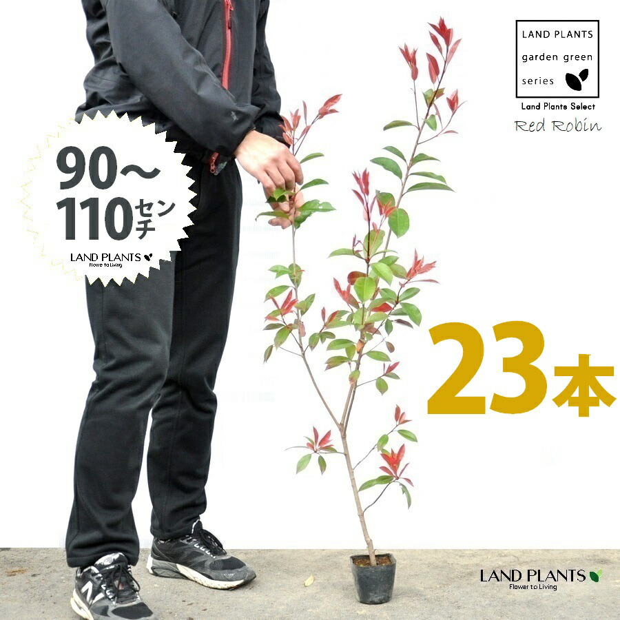 【お試し】 レッドロビン 3.5号 苗木 (23本) (高さ90~110cm)苗 苗木 苗ポット セイヨウカナメ カナメモチ 生垣 垣根 目隠し 壁面緑化 グリーンウォール グリーンカーテン 鉢植え 植木 庭木 eco エコ 温暖化 温暖化対策 生垣助成金|ランドファーム