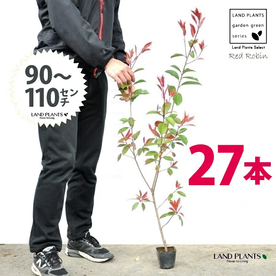 【お試し】 レッドロビン 3.5号 苗木 （27本） （高さ90～110cm）苗 苗木 苗ポット セイヨウカナメ カナメモチ 生垣 垣根 目隠し 壁面緑化 グリーンウォール グリーンカーテン 鉢植え 植木 庭木 eco エコ 温暖化 温暖化対策 生垣助成金