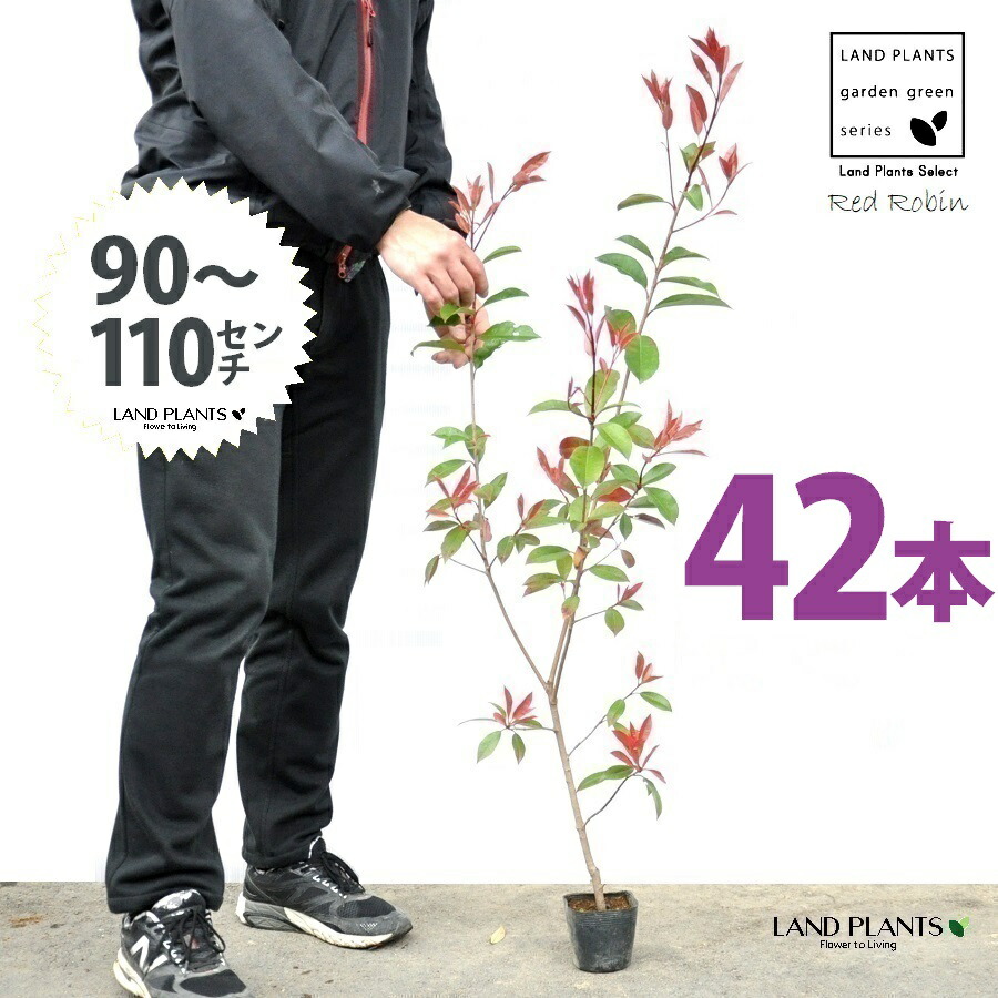 【おテスト作業】 赤いことロビン 3.5号 若木 （42本） （高さ90～110珊）苗 若木 苗ポット セイヨウカナメ カナメモチ 生け垣 生け垣 つつみ隠し 壁面緑化 緑であることウォール 緑であること引き幕 鉢植え 植木 庭木 eco エコ 生あたたかい化 生あたたかい化打つ手 生け垣しり押し金