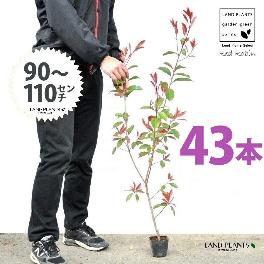 【おテスト作業】 赤いことロビン 3.5号 若木 （43本） （高さ90～110珊）苗 若木 苗ポット セイヨウカナメ カナメモチ 生け垣 生け垣 つつみ隠し 壁面緑化 緑であることウォール 緑であること引き幕 鉢植え 植木 庭木 eco エコ 生あたたかい化 生あたたかい化打つ手 生け垣しり押し金