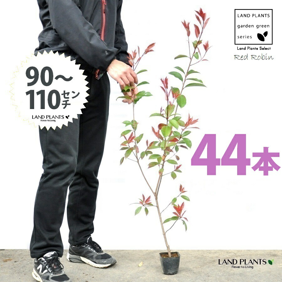 【おテスト作業】 赤いことロビン 3.5号 若木 （44本） （高さ90～110珊）苗 若木 苗ポット セイヨウカナメ カナメモチ 生け垣 生け垣 つつみ隠し 壁面緑化 緑であることウォール 緑であること引き幕 鉢植え 植木 庭木 eco エコ 生あたたかい化 生あたたかい化打つ手 生け垣しり押し金