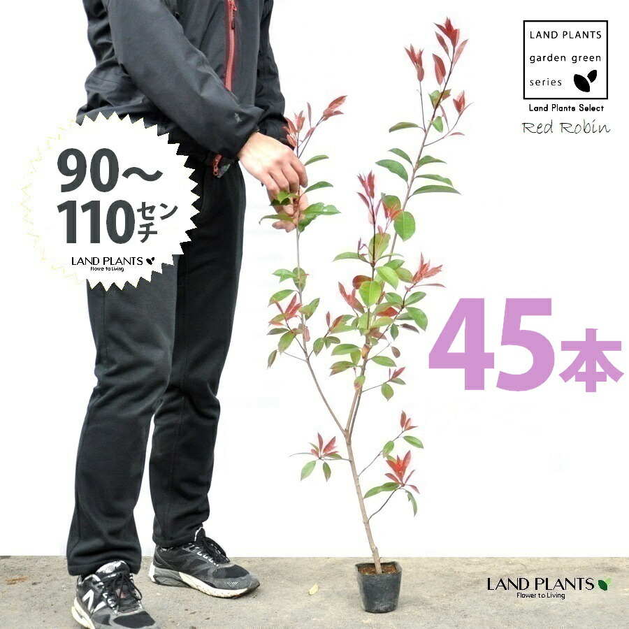 【おテスト作業】 赤いことロビン 3.5号 若木 （45本） （高さ90～110珊）苗 若木 苗ポット セイヨウカナメ カナメモチ 生け垣 生け垣 つつみ隠し 壁面緑化 緑であることウォール 緑であること引き幕 鉢植え 植木 庭木 eco エコ 生あたたかい化 生あたたかい化打つ手 生け垣しり押し金