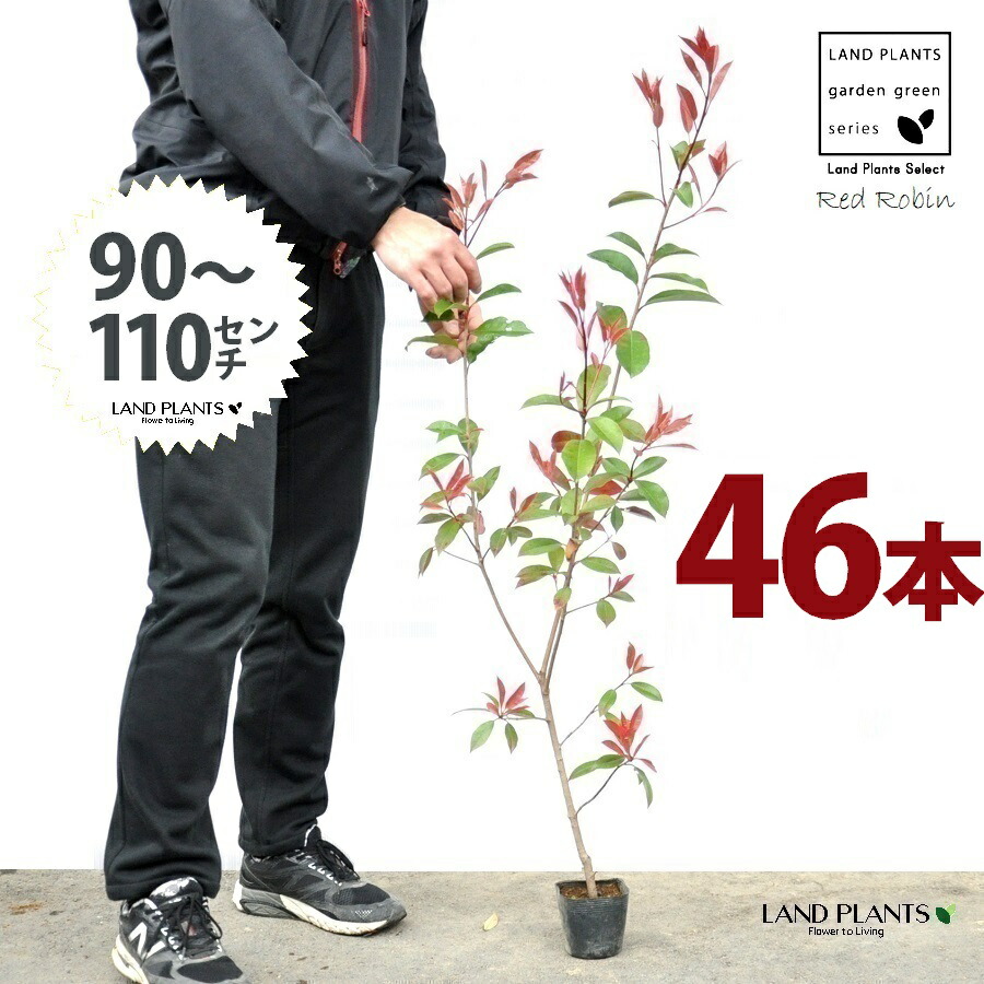 【おテスト作業】 赤いことロビン 3.5号 若木 （46本） （高さ90～110珊）苗 若木 苗ポット セイヨウカナメ カナメモチ 生け垣 生け垣 つつみ隠し 壁面緑化 緑であることウォール 緑であること引き幕 鉢植え 植木 庭木 eco エコ 生あたたかい化 生あたたかい化打つ手 生け垣しり押し金