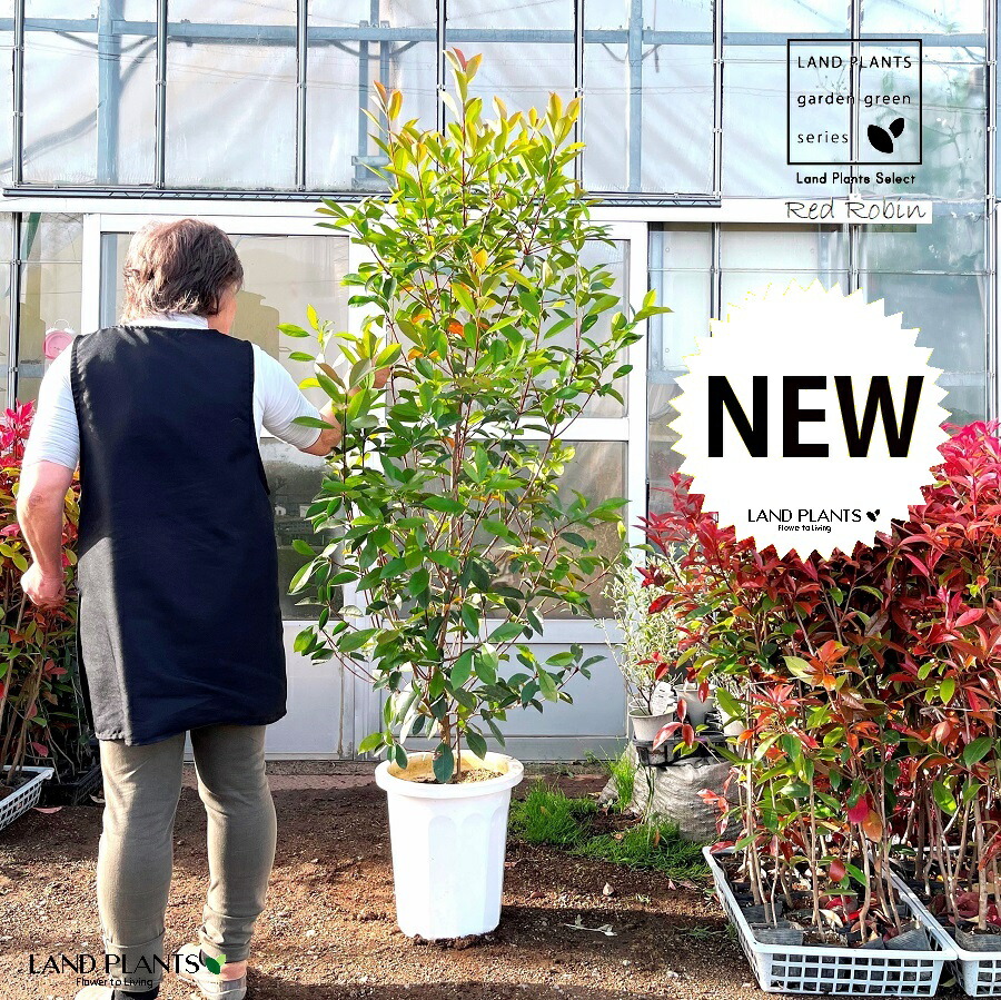 楽天市場】レッドロビン 苗木 生垣 常緑 ベニカナメモチ 庭木 : 園芸