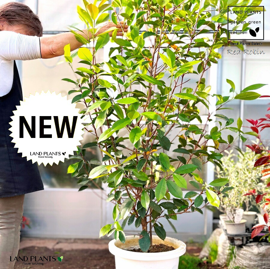 レッドロビン 10号 プラスチック鉢 （高さ160～180cm）苗 苗木 苗ポット セイヨウカナメ カナメモチ 生垣 垣根 目隠し 壁面緑化 グリーンウォール グリーンカーテン 鉢植え 植木 庭木 雑木 eco エコ 温暖化 温暖化対策 生垣助成金