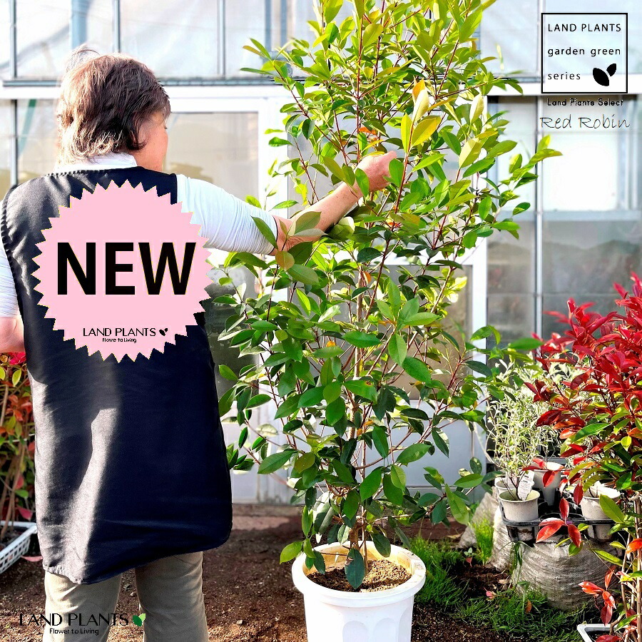 楽天市場】レッドロビン 10号 プラスチック鉢 （高さ160〜180cm）苗