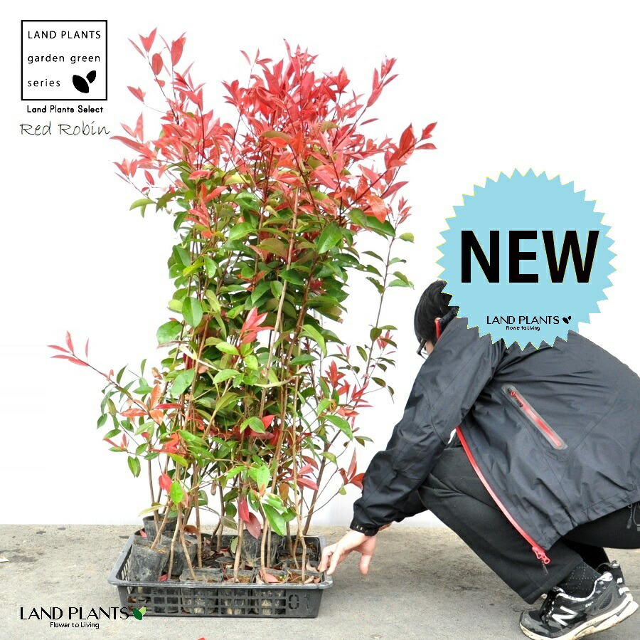 【ケース販売】 レッドロビン 3.5号 苗木 （20本） （高さ90～110cm）苗 苗木 苗ポット セイヨウカナメ カナメモチ 生垣 垣根 目隠し 壁面緑化 グリーンウォール グリーンカーテン 鉢植え 植木 庭木 eco エコ 温暖化対策 生垣助成金