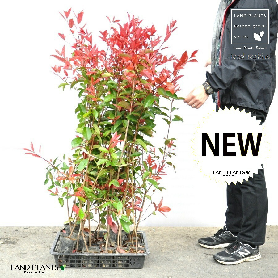 【ケース販売】 レッドロビン 3.5号 苗木 （20本） （高さ90～110cm）苗 苗木 苗ポット セイヨウカナメ カナメモチ 生垣 垣根 目隠し 壁面緑化 グリーンウォール グリーンカーテン 鉢植え 植木 庭木 eco エコ 温暖化対策 生垣助成金