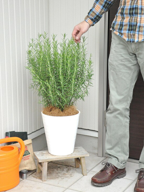 New ローズマリー 号 白色セラアート鉢に植えた ハーブ 立性ローズマリー 割れない 楽ギフ のし 楽ギフ のし宛書 楽ギフ メッセ 楽ギフ メッセ入力 虫除け 虫よけ 薬 薬草 苗 Rosemary 海のしずく 立性 Kanal9tv Com