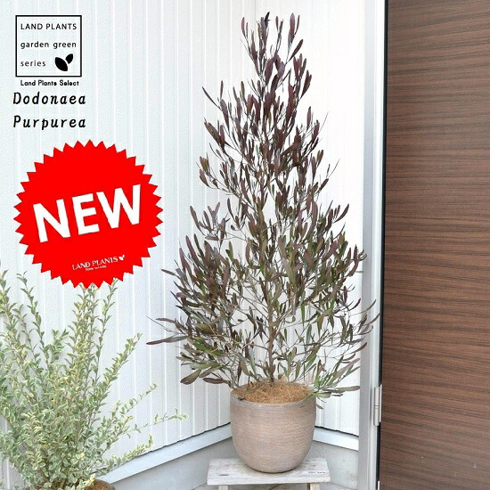 ドドナエア （プルプレア） デザインの良い テラコッタ鉢 鉢植え プルプレア ポップブッシュ 　苗　苗木　ムクロジ　紅葉　カラーリーフ　パープレア　ニュージーランド　ヴィスコサ、ハウチワノキ　寄せ植