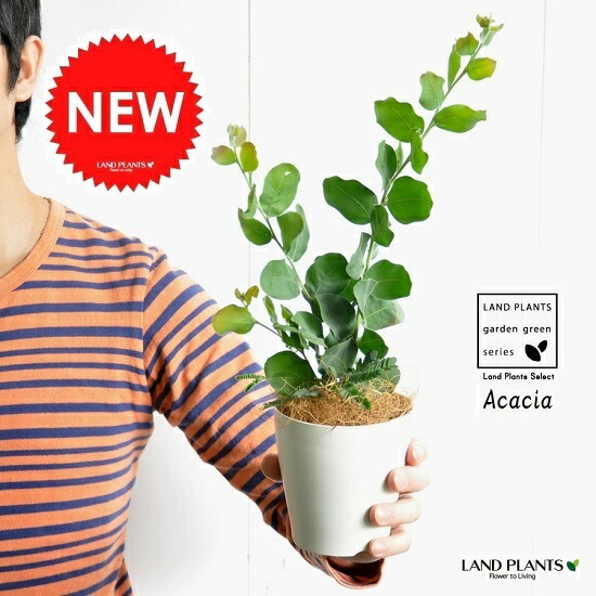 楽天市場】アカシアの木 【パールアカシア】 3.5号ポット苗 : 苗木部