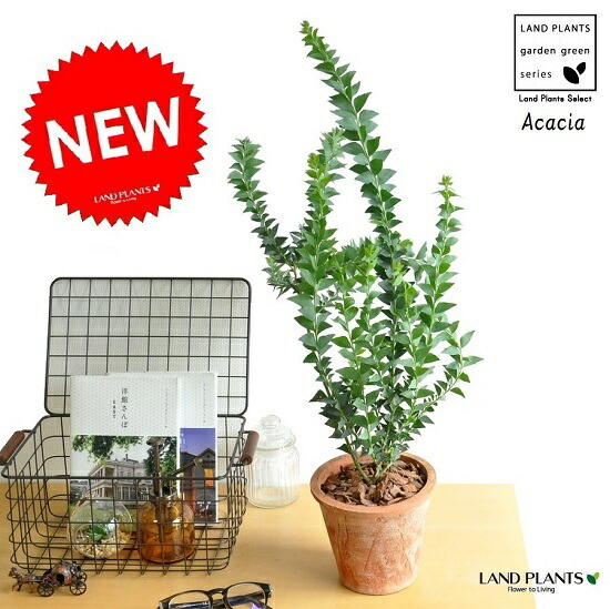 楽天市場】アカシア ポートリンカーンワトル 大苗 シルバーグレイの細