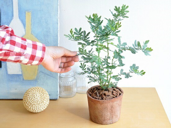 楽天市場 ミモザ アカシア 茶色 モスポット シリンダー型 テラコッタ ギンヨウアカシア ハナアカシア 鉢植え オジギソウ 銀葉アカシア ギンバアカシア ミモザアカシア アカシアの木 3月8日はミモザの日 観葉植物 植物 庭木 送料無料 ランドプランツ