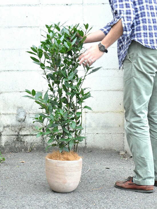 月桂樹（ゲッケイジュ） ひな形の好いたらしいテラコッタに植えた 置き目リエ ゲッケイジュ ベイリーフの木 ベイ岩礁 ローレル ロリエ シュロの葉 クスノキ 月あかり葉 月あかり実【バルコニスト とき勧めるitem】Laurus nobilis