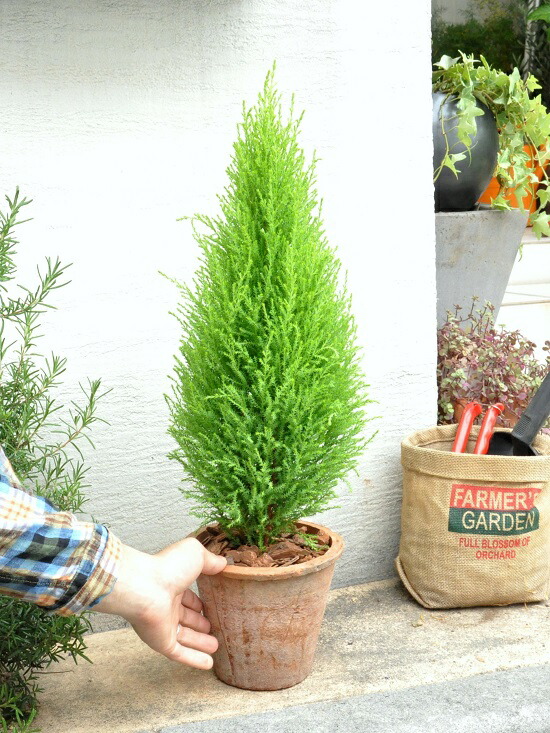 楽天市場 ゴールドクレスト 茶色 モスポット トール ラウンド型 Moss Pot コニファ ウィルマ クリスマスツリー クレスト 苗 苗木 ウイルマ 観葉植物 テラコッタ 素焼 陶器 ブラウン オレンジ 茶 ランドプランツ