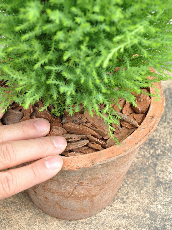 鉢セット ゴールドクレスト 茶色 灰色 モスポット トール ラウンド型 コニファー 鉢植え Moss Pot コニファウィルマ クリスマスツリー クレスト ウイルマ テラコッタ 素焼 陶器 ブラウン オレンジ 茶 黒 灰 グレー ブラック Msselectronics Gr