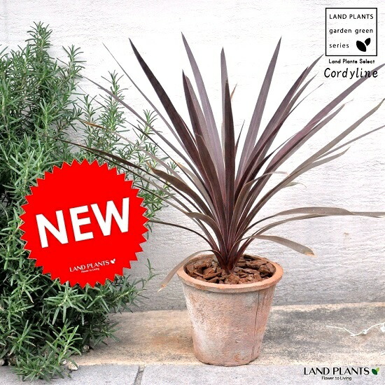 極太　斑入り　赤ドラセナ　コーヒークラシックコルジリネ レッドスター　20 極太 斑入り 赤ドラセナ コーヒークラシックコルジリネ レッド