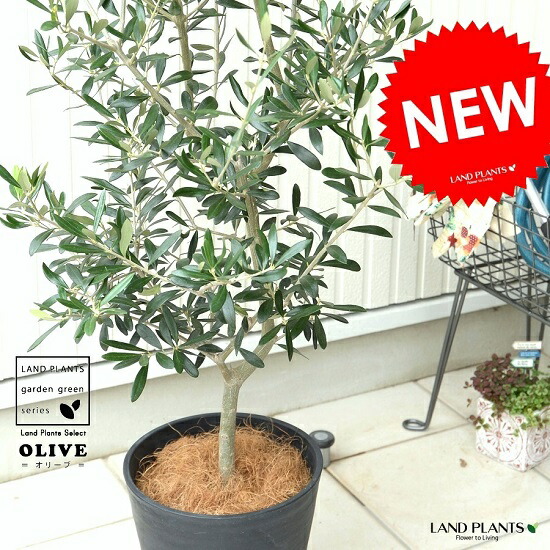 オリーブ （黒いこと） セラアート鉢 8号大いさ  鉢植え 【ココファイバー・受皿】 オリーブの木 苗 若木 鉢 黒 黒いこと 可塑性物質 大型 ココ椰子衣料繊維 観葉草木