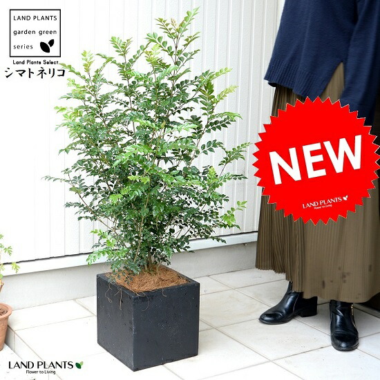 楽天市場】シマトネリコ 苗木 （株立ち）7号 プラスチック ポット苗 1