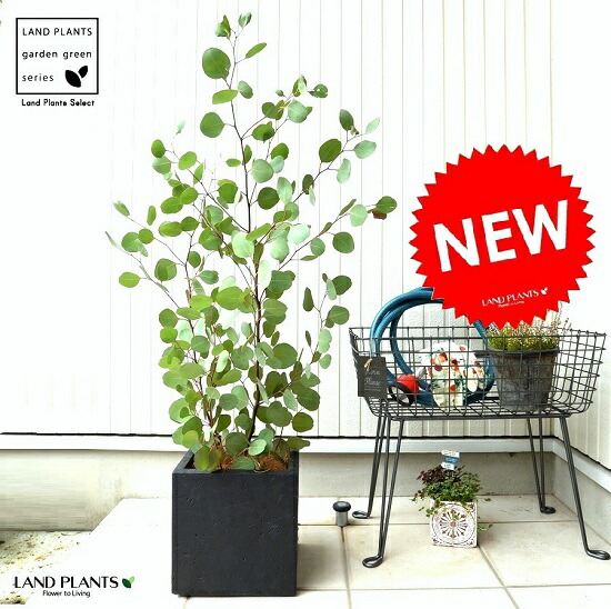 ユーカリ キューブ ファイバー 黒色 ハートの葉花 ガーデン Diy 鉢植え 軽くて割れない ファイバークレイ 軽量鉢 モダンな丸葉ユーカリ 灰 ポポラス ユーカリプタス シラカネ 大型 Clay ファイバークレイ ポット ポリアンセモス シラカネ Fiber 鉢 苗 苗木 灰