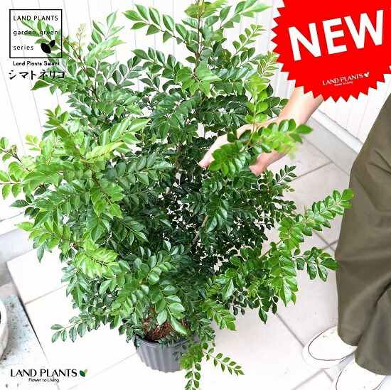 楽天市場】シマトネリコ 8号 （白色） セラアート 鉢植え 株立ち