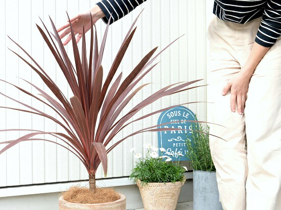 コルジリネ レッドスター 大型 デザインの良い テラコッタ 鉢植え 素焼 素焼鉢 大型 苗 苗木 観葉植物 送料無料 茶 茶色 ベージュ ドラセナ 丸 Educaps Com Br