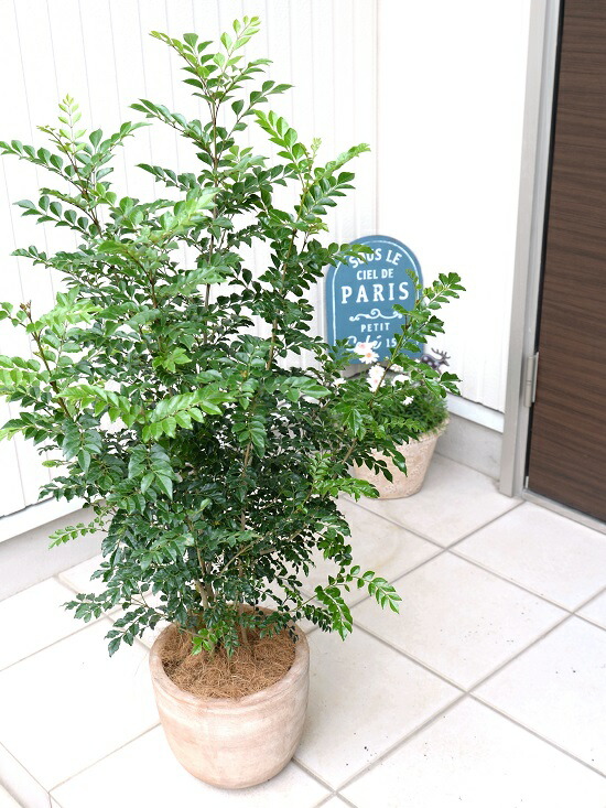 シマトネリコ デザインの良い テラコッタ 鉢植え （横縞） 株立ち 素焼 陶器鉢 鉢 茶色 茶 こげ茶 ベージュ 苗 苗木 大型 8号 観葉植物