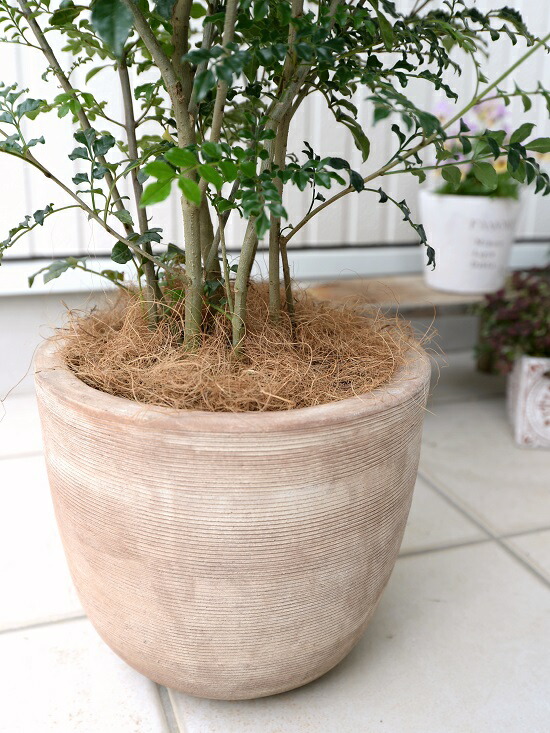 シマトネリコ デザインの良い テラコッタ 鉢植え (横縞) 株立ち 素焼 陶器鉢 鉢 茶色 茶 こげ茶 ベージュ 苗 苗木 大型 8号 観葉植物|ランドファーム
