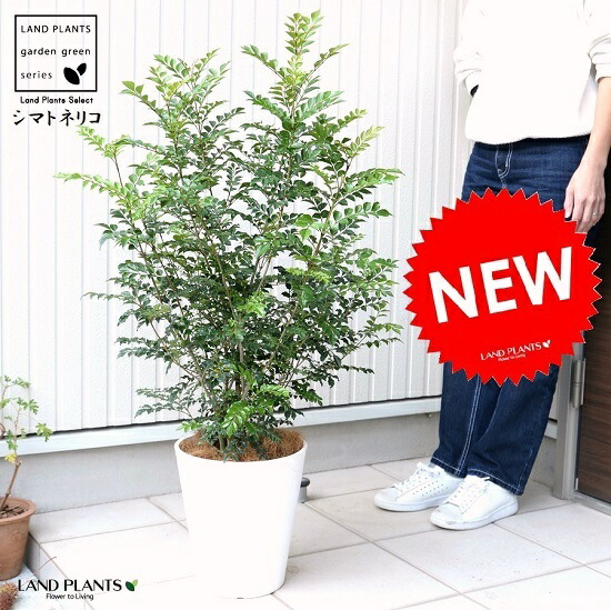 シマトネリコ 8号 （白色） セラアート 鉢植え 株立ち トネリコ 苗 苗木 鉢 白 ホワイト プラスチック 大型 丸 ココヤシファイバー 観葉植物