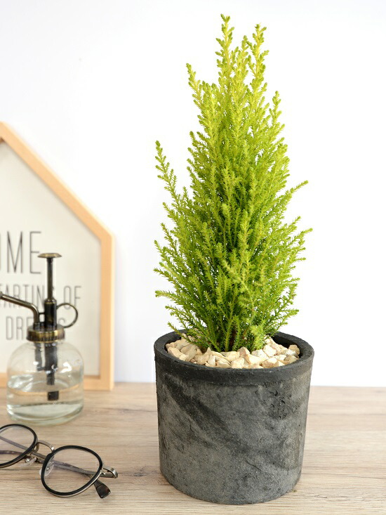 ゴールドクレスト モスポット シリンダー 黒色 陶器鉢 クレスト 鉢植え 鉢 苗木 苗 陶器 テラコッタ 丸形 丸 ブラック 黒 グレー 灰色 苔 コケ 観葉植物 バルコニスト Giosenglish Com