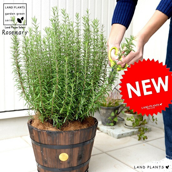 ローズマリー ウッドバレル プランター 茶色 立性 鉢植え 苗 苗木 ローズマリ ハーブ ハーヴ 木製プランター 茶 ブラウン ココヤシファイバー 観葉植物 送料無料 樽型デザインの木製鉢 ローズマリ 植物にやさしい ウッドプランター 新築祝い 594円成長期にエネルギーを沢