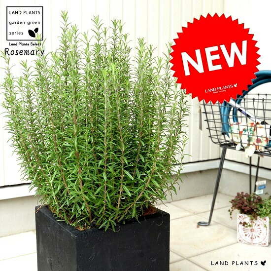 ローズマリー 大型 黒色 ファイバー キューブ ポット 鉢植え 軽量 株立ち トネリコ Fiber Clay ファイバークレイ 鉢 灰 黒 ブラック 正方形 四角 スクエア 苗 苗木 大型 繊維 観葉植物 立性 鉢植え 苗 苗木 ローズマリ ハーブ ハーヴ