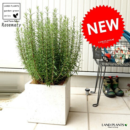 ローズマリー 白色 ファイバー キューブ ポット 鉢植え 軽量 株立ち トネリコ Fiber Clay ファイバークレイ 鉢 白 ホワイト 正方形 四角 スクエア 苗 苗木 大型 繊維 観葉植物 立性 鉢植え 苗 苗木 ローズマリ ハーブ ハーヴ 送料無料 白色キューブポット