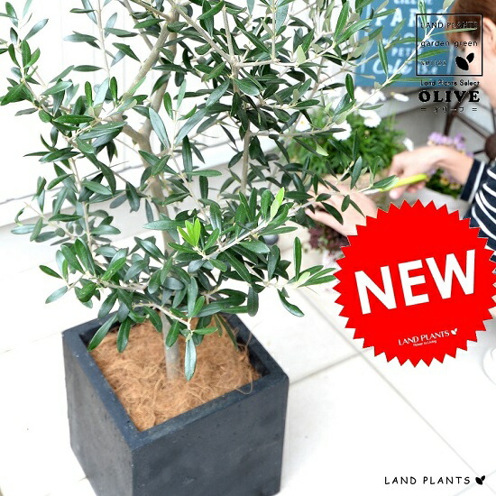 観葉植物 オリーブの樹 ファイバー キューブ 黒色 陶器鉢 鉢植え 軽量 株立ち Fiber Clay ファイバークレイ 鉢 灰 黒 ブラック 正方形 四角 スクエア 苗 苗木 大型 繊維 観葉植物 送料無料 オリーブ ランドプランツ