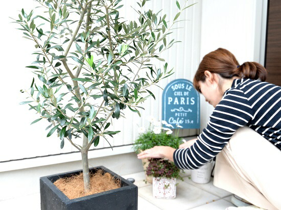 オリーブの樹 墨ぞめ ファイバー 立方体 土器汁椀 鉢植え 軽量 株立ち トネリコ Fiber Clay ファイバー粘土 鉢 灰分 墨ぞめ 墨ぞめ 正しさ方形 スクェア 地味 苗 若木 大型 ファイバー 観葉植物 貨物輸送無料 オリーブ Digitalland Com Br