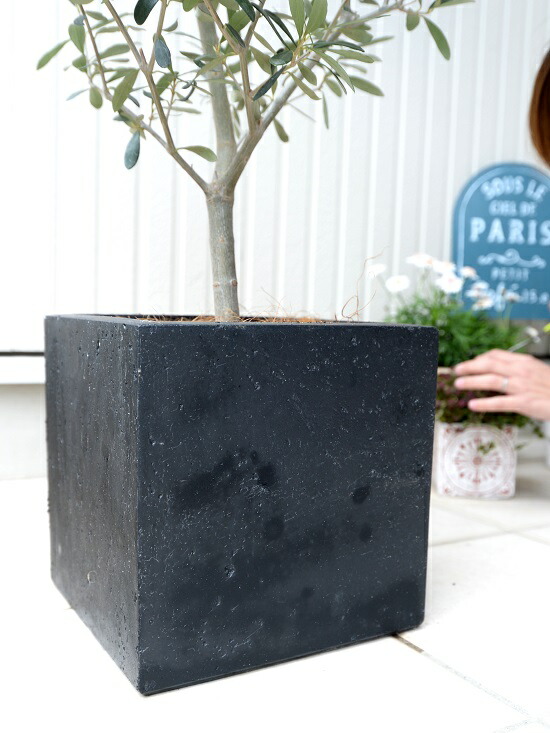 オリーブの樹 墨ぞめ ファイバー 立方体 土器汁椀 鉢植え 軽量 株立ち トネリコ Fiber Clay ファイバー粘土 鉢 灰分 墨ぞめ 墨ぞめ 正しさ方形 スクェア 地味 苗 若木 大型 ファイバー 観葉植物 貨物輸送無料 オリーブ Digitalland Com Br